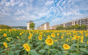 摩托罗拉手机最新价格_摩托罗拉智能手机的第二次安卓10更新已经发布